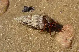 Clibanarius erythropus