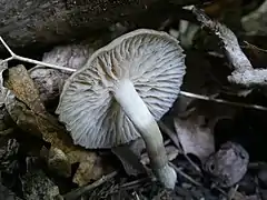 Clitocybula lacerata