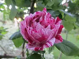 'Tricolore de Flandre'