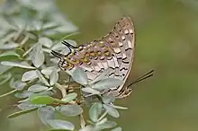 Photo d'un Charaxes solon solon. Partiellement caché par des feuilles, on distingue la face ventral de ses ailes, de couleurs marron et éclaircissant en s'approchant de son abdomen, avec des tâches jaunes et blanches. On distingue sa tête surmontée de deux antennes et sa trompe enroulée.