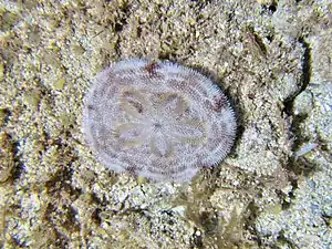 Clypeaster reticulatus