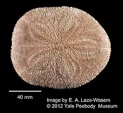 Spécimen préservé