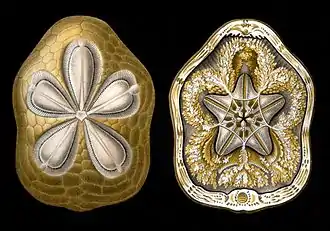 Clypeaster rosaceus (face aborale et vue supérieure en tranche), ibid.