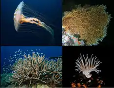Différents Cnidaria.