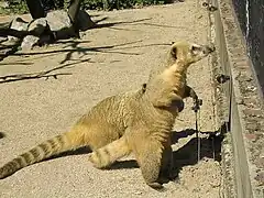 Coati roux