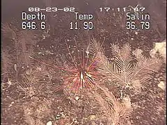 Coelopleurus floridanus à 600 m de profondeur en mer des Caraïbes.