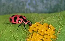Coccinnelle maculée se nourrissant d'œufs de doryphore
