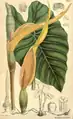 Planche botanique du taro (Colocasia esculenta), cultivé par les Waraos.