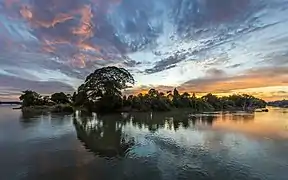 Nuages colorés et ciel bleu avec reflet dans l'eau d'une île hébergeant un Samanea saman (arbre à pluie) et d'autres arbres, au lever du soleil, à Don Det. Juin 2020.