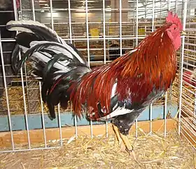 Coq combattant espagnol tricolore