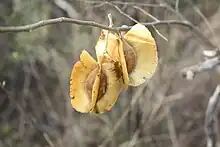 Samare de Combretum zeyheri, (Combretaceae).