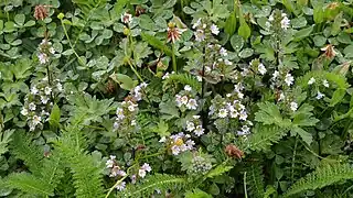 Euphrasia nemorosa (Terre-Neuve-et-Labrador, Canada).