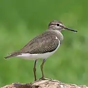 Chevalier guignette.