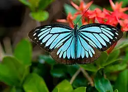 NepheroniiniPareronia hippia