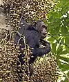 Chimpanzé Pan troglodytes schweinfurthii se nourrissant de figues sur un ficus