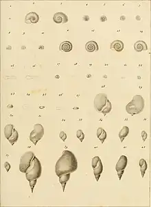 Planche réalisée par André Louis Gaspard Michaud dans Complément de l'Histoire naturelle des mollusques terrestres et fluviatiles de la France de 1831.