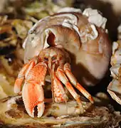 Pagurus bernhardus