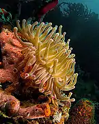 Condylactis gigantea