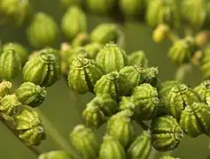 Fruits de Grande Cigüe (Conium maculatum).