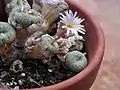 Conophytum fraternum