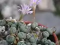 Conophytum orbicum
