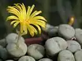 Conophytum picturatum