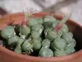 Conophytum seitubum