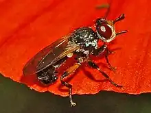 Thecophora cinerascens (Gênes, Italie)