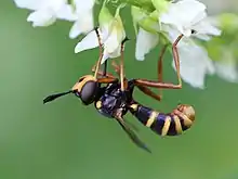 Mâle Conops quadrifasciatus (Lettonie)