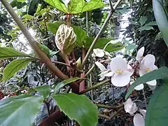 Begonia baccata