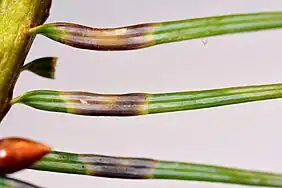 Galles provoquées par Contarinia pseudotsugae sensu lato