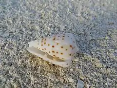 Un cône ivoire (Conus eburneus), échoué sur la plage.