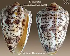 Conus arenatus (bizona)