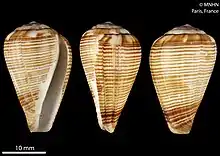 Trois coquillages rayés brun et blanc sur fond noir, à la forme d'urnes fendues sur le côté.