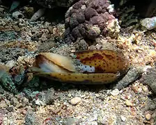 Spécimen vivant à La Réunion.