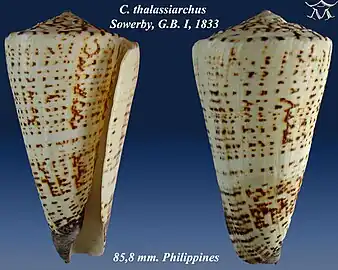 Conus thalassiarchus Sowerby, G.B. I, 1833.