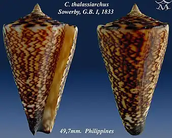 Conus thalassiarchus Sowerby, G.B. I, 1833