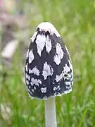 Les caractères « pie » sont parfois très marqués.