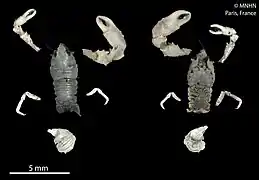 Coralliogalathea megalochira