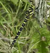 Corps marqué de bandes jaunes