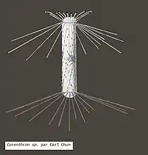 Corenthron d'après Carl Chun, 1911