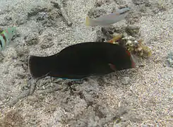 Une girelle africaine (Coris cuvieri)