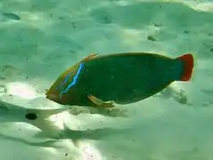 Une girelle reine (Coris frerei)