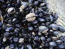 Amas de moules et de balanes accrochées à un rocher à marée basse.