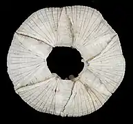 Cetopirus complanatus.