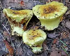 Cortinarius verrucisporus - forme « émergente », à voile persistant