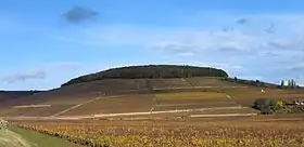 Image illustrative de l’article Corton