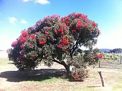 Corymbia ficifolia en fleur.
