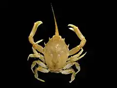 (Corystes cassivelaunus, Crustacea, Malacostraca, Decapoda)