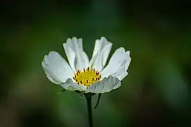 Écomusée d'Alsace, Ungersheim